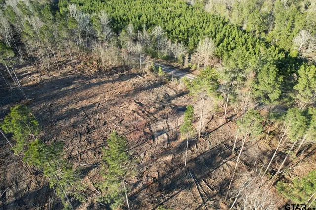 a view of a forest with a tree