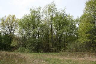 8175 Summerfield Road Petersburg, MI 49270 - Photo 19 of 20 Woods lining Meadow