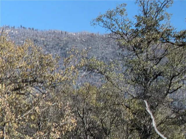 a view of a dry yard with lots of bushes
