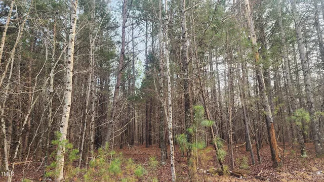 a backyard of apartments with large trees
