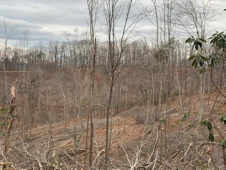 Tract C Horseshoe Point Road Henry, VA 24102 - Photo 14 of 15 a view of a yard