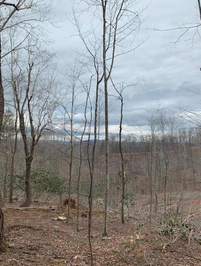 Tract C Horseshoe Point Road Henry, VA 24102 - Photo 7 of 15 a backyard of a house with lots of green space