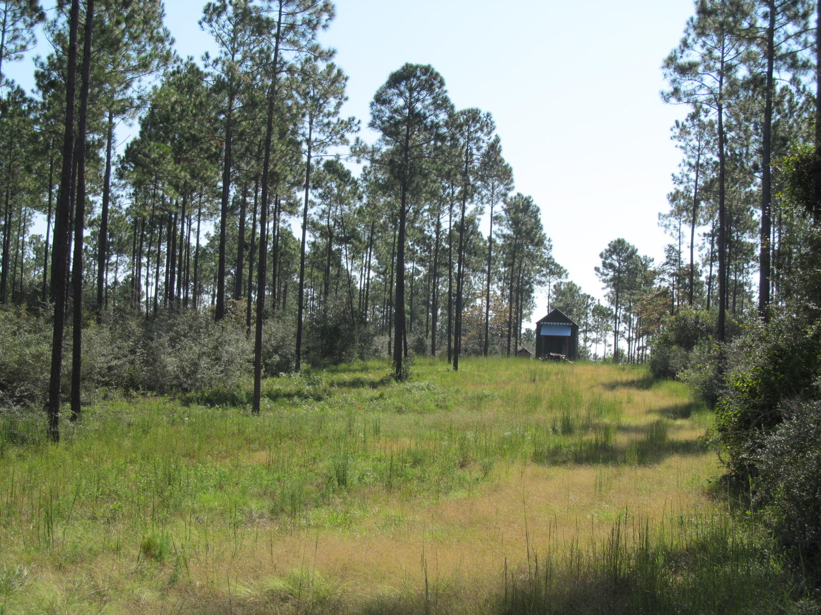 4.7-ac 4.7-ac Chapel Rd Road DeFuniak Springs, FL 32433 - Photo 11 of 15 Partially cleared for hunting