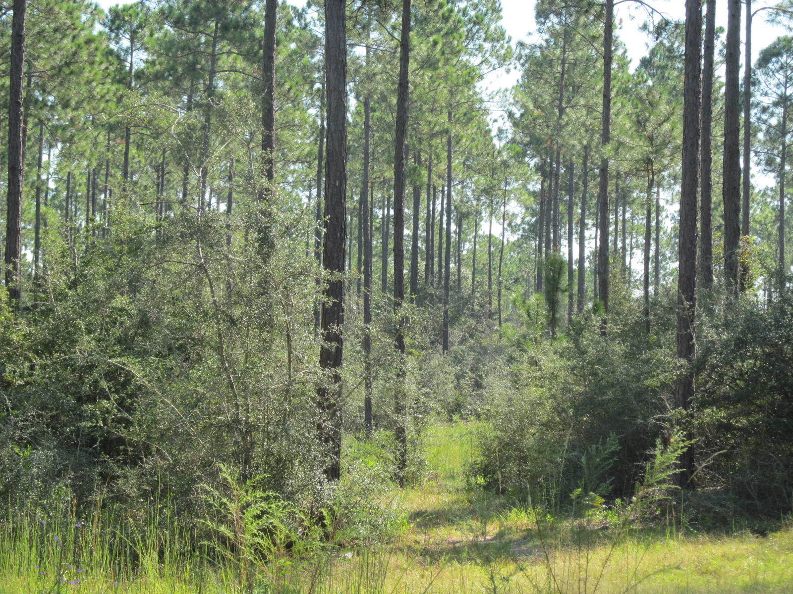 4.7-ac 4.7-ac Chapel Rd Road DeFuniak Springs, FL 32433 - Photo 12 of 15 Wooded