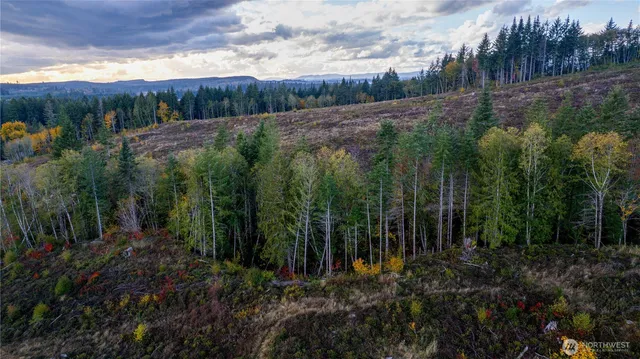 a view of a yard with plants and large trees