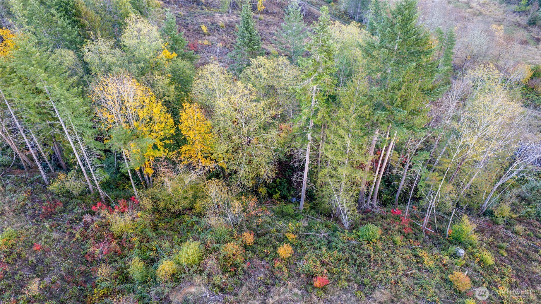 17942 Northcraft Road Southeast Tenino, WA 98589 - Photo 13 of 27 a view of a garden with plants and trees