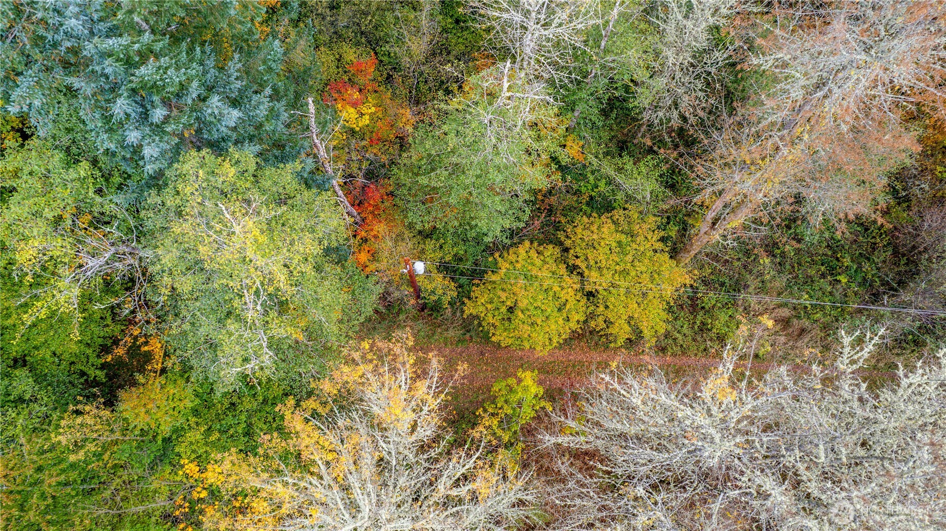 17942 Northcraft Road Southeast Tenino, WA 98589 - Photo 17 of 27 a view of a tree in a yard