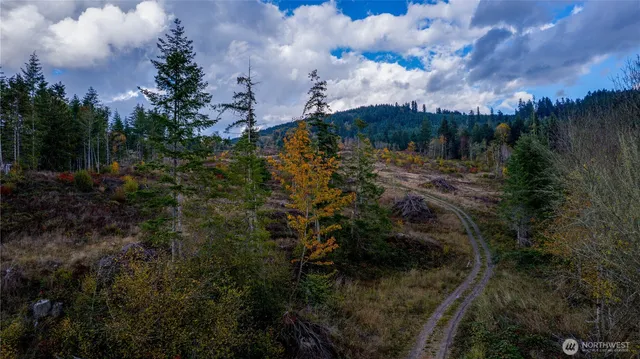 a view of a yard with trees