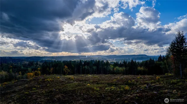 a view of a garden with plants and trees
