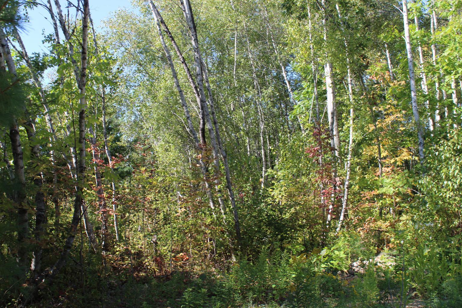 416 Woodbridge Corner Road Sherman, ME 04776 - Photo 15 of 18 woods