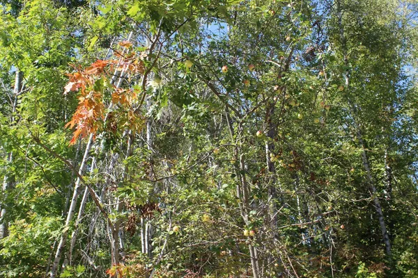 $110,000 | 416 Woodbridge Corner Road, Sherman, ME 04776