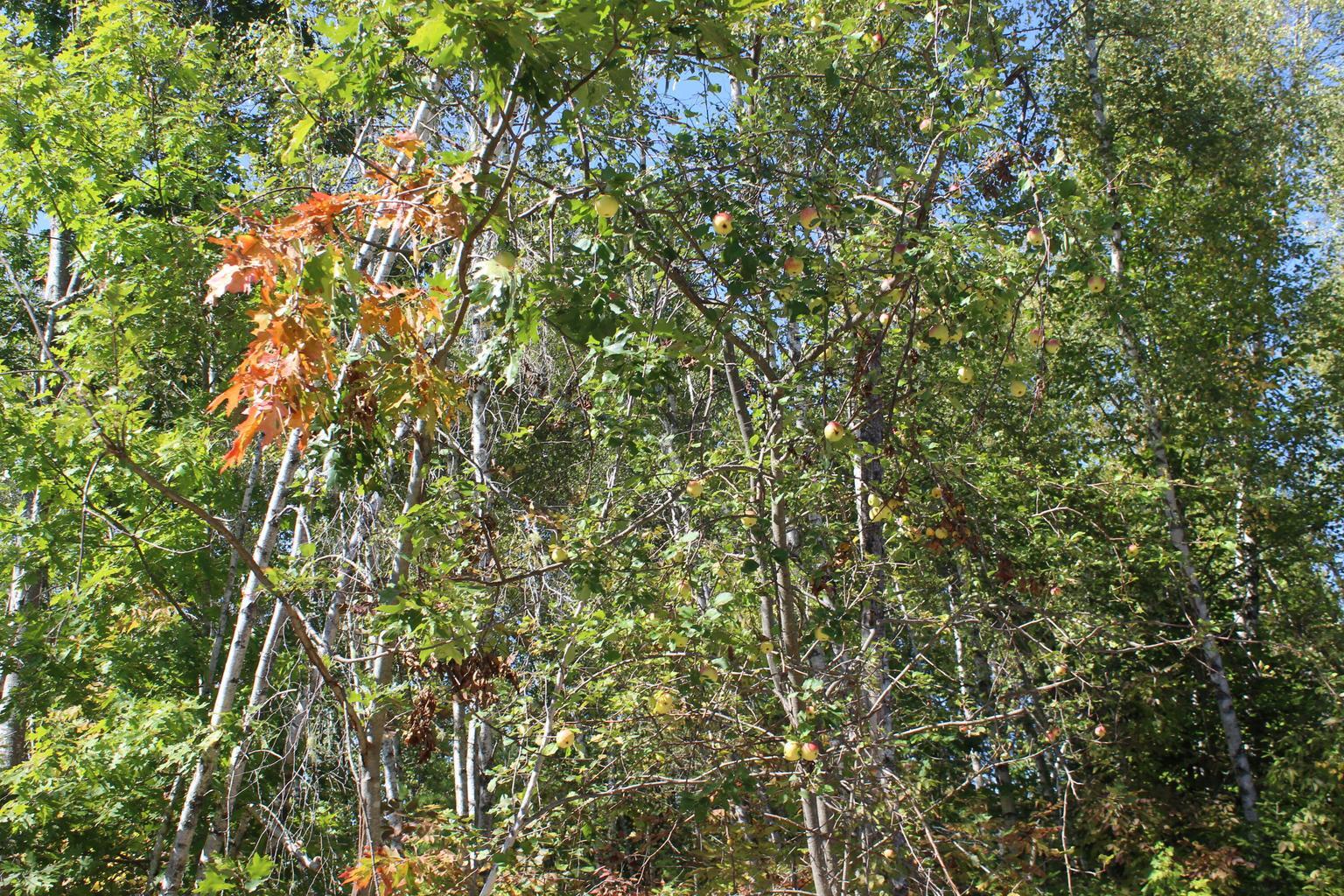 416 Woodbridge Corner Road Sherman, ME 04776 - Photo 16 of 18 apple trees