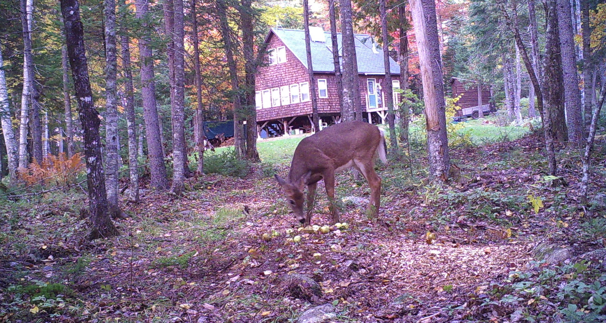 88 Whitten Road Burnham, ME 04922 - Photo 32 of 33 PICT3930