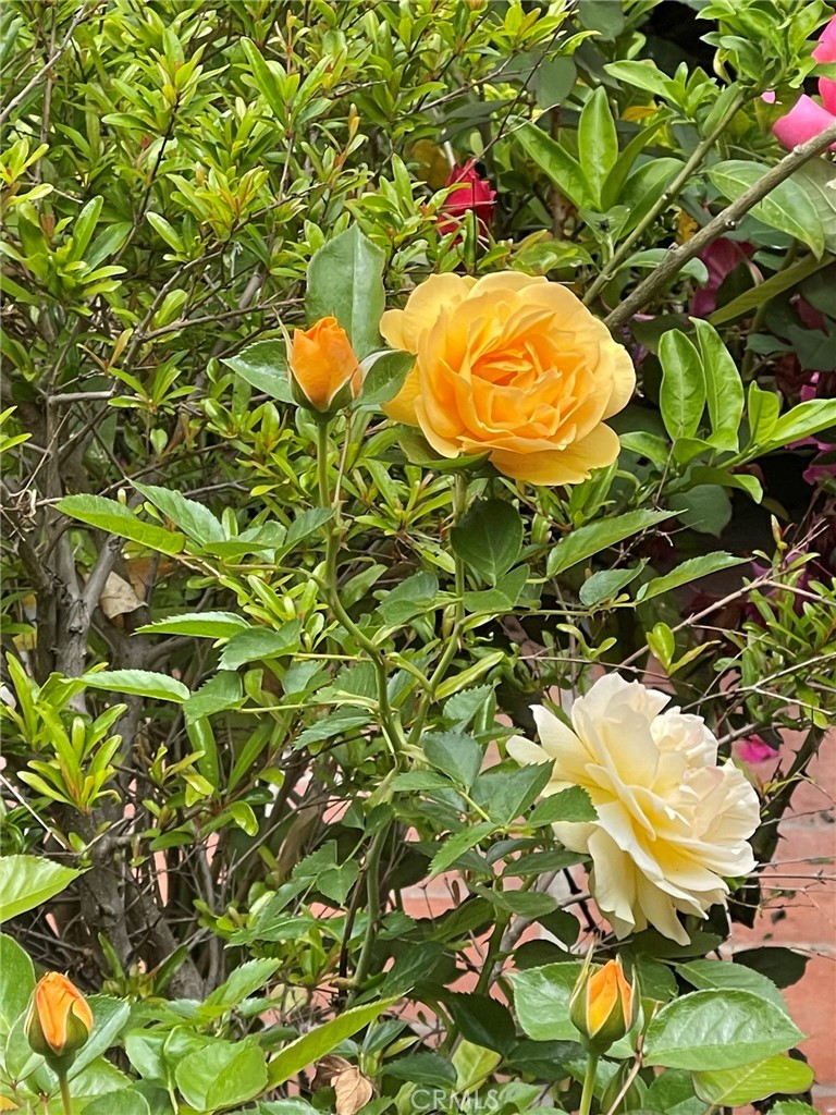 135 Canon Drive Beverly Hills, CA 90212 - Photo 9 of 42 a view of a tree in a bunch of flowers