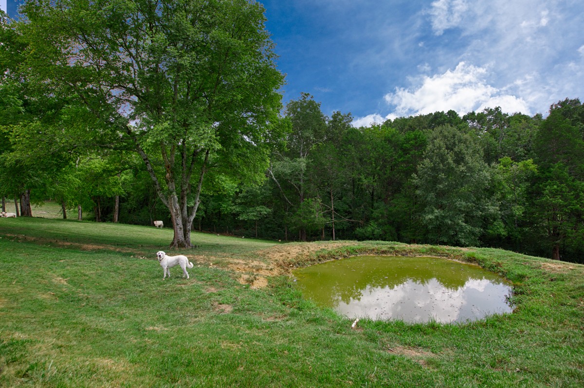 983 Veto Road Prospect, TN 38477 - Photo 39 of 43 a view of a park with large trees