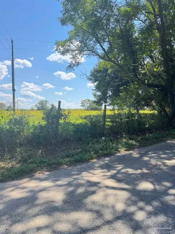 a view of a yard with plants and large trees