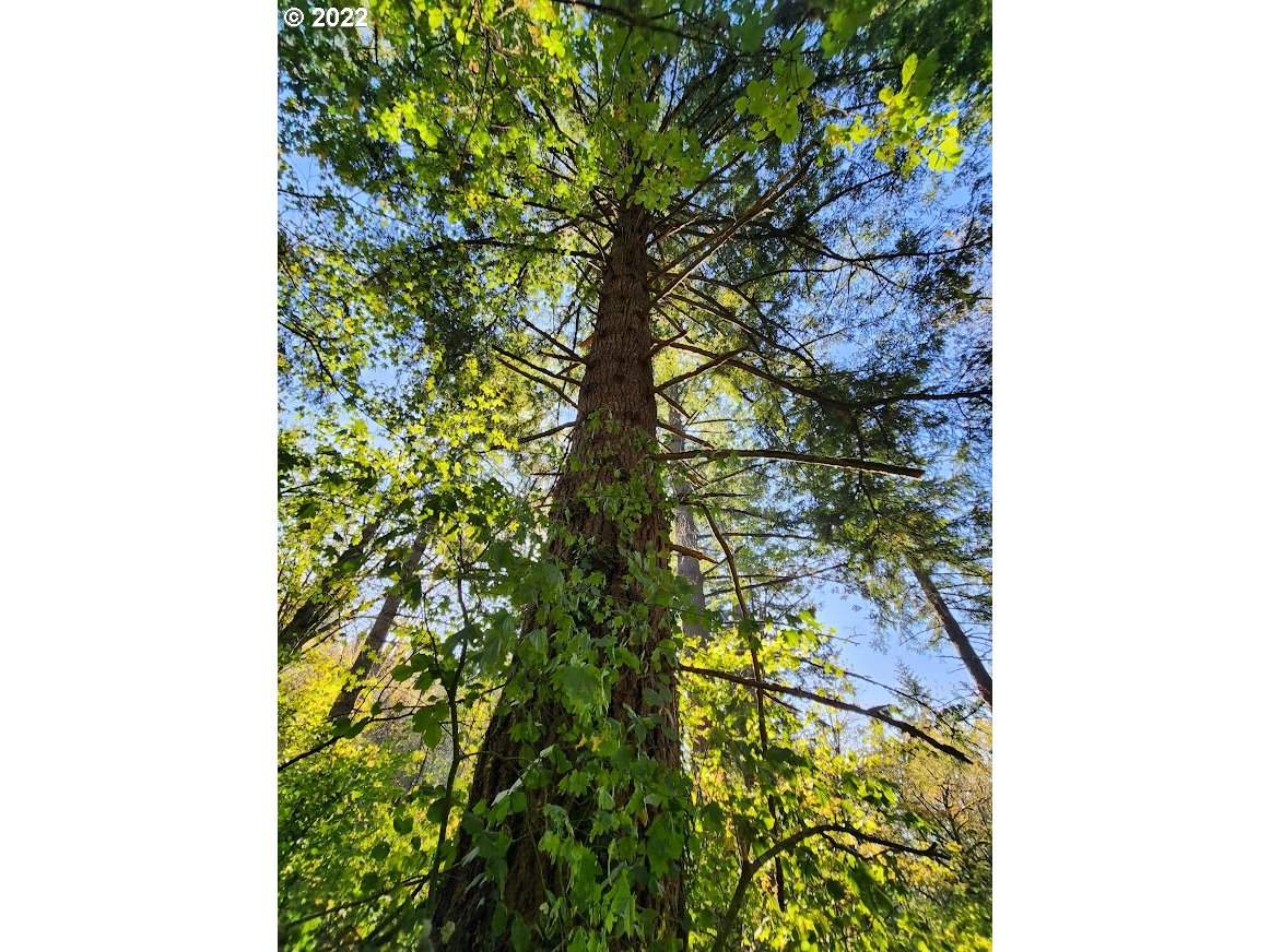 34695 Highway 224 Estacada, OR 97023 - Photo 10 of 10