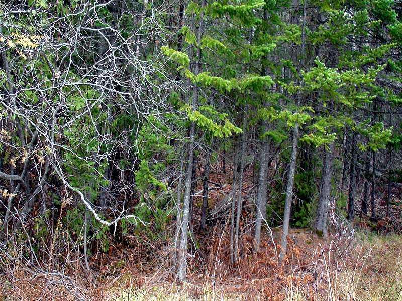 2475 Bangor Road Linneus, ME 04730 - Photo 3 of 6 Land.
