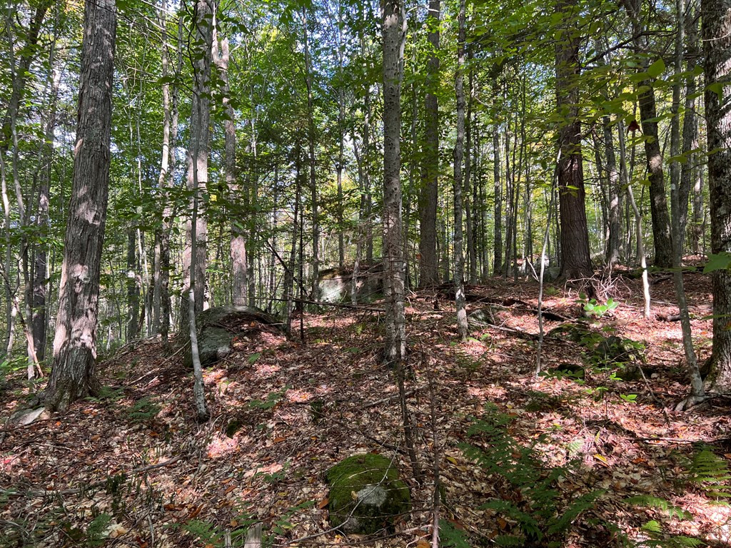 0 North Point Road Long Lake, NY 12847 - Photo 10 of 14 Gallery Image 10