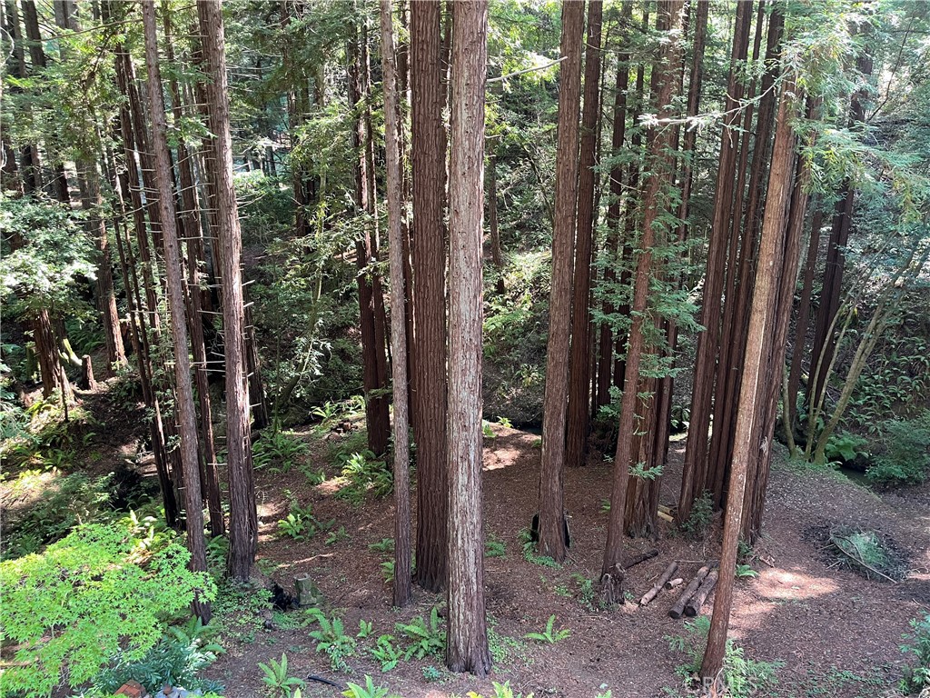 16125 Bittner Road Occidental, CA 95465 - Photo 22 of 40 a view of a forest from a tree