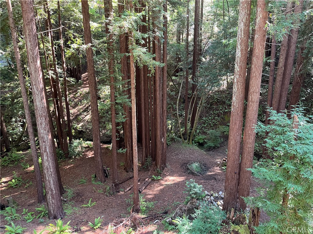 16125 Bittner Road Occidental, CA 95465 - Photo 23 of 40 a view of a tree in front of a yard