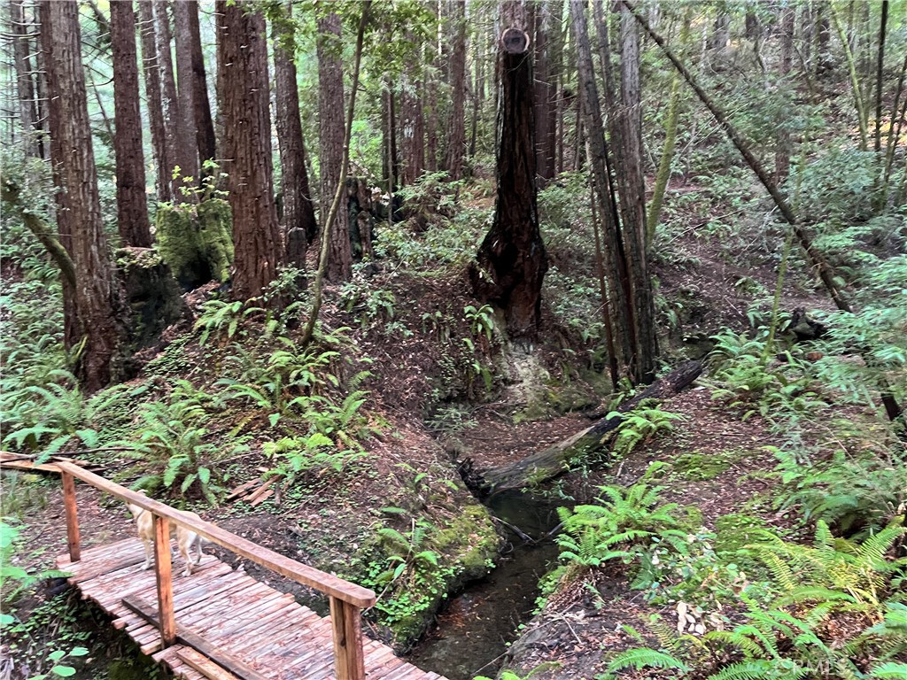 16125 Bittner Road Occidental, CA 95465 - Photo 25 of 40 a view of a forest with a tree