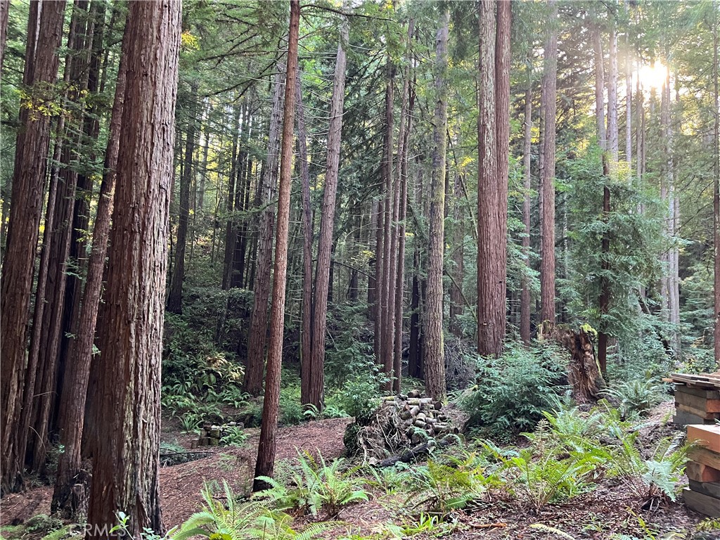 16125 Bittner Road Occidental, CA 95465 - Photo 26 of 40 a view of a garden with large trees