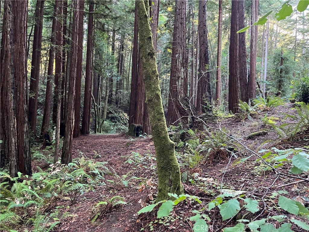 16125 Bittner Road Occidental, CA 95465 - Photo 27 of 40 a view of a backyard with large trees and plants