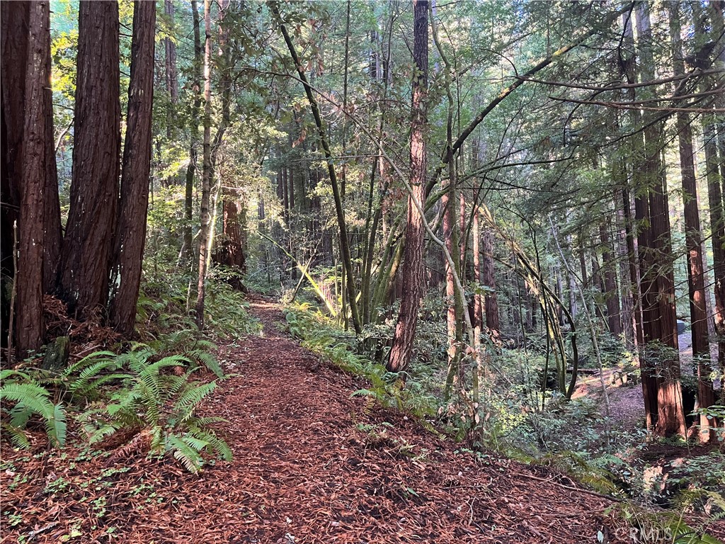 16125 Bittner Road Occidental, CA 95465 - Photo 31 of 40 a backyard of a house with lots of green space