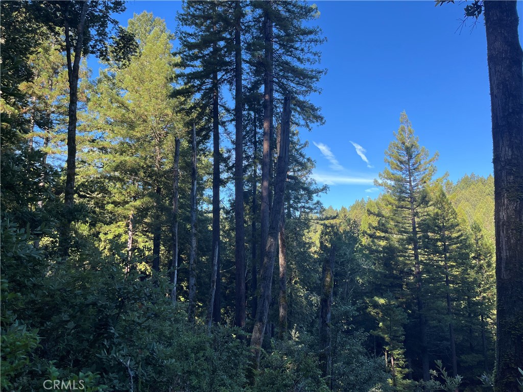 16125 Bittner Road Occidental, CA 95465 - Photo 33 of 40 a view of forest