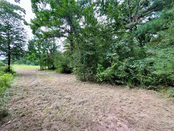 a view of a forest with trees in the background