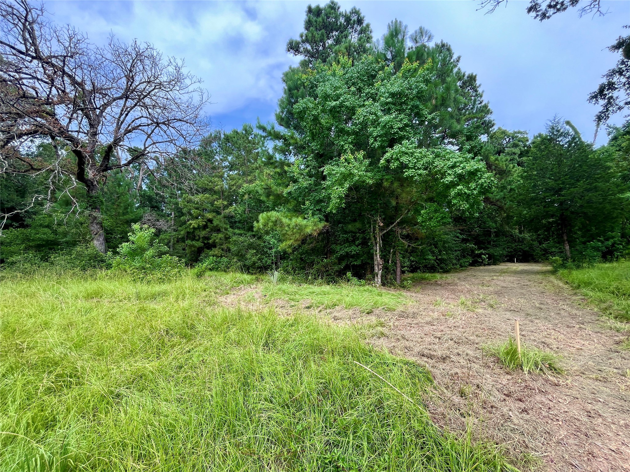 20 Cresent Farm Lane Trinity, TX 75862 - Photo 6 of 12 a backyard of a house with lots of green space