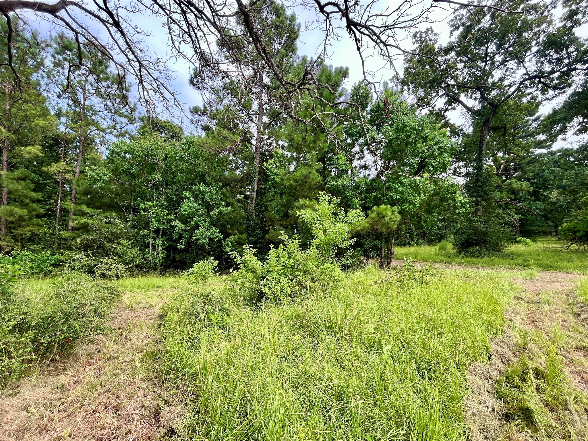 20 Cresent Farm Lane Trinity, TX 75862 - Photo 7 of 12 a view of a garden with a tree