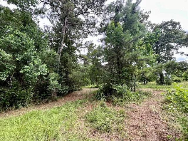 a view of a lush green forest