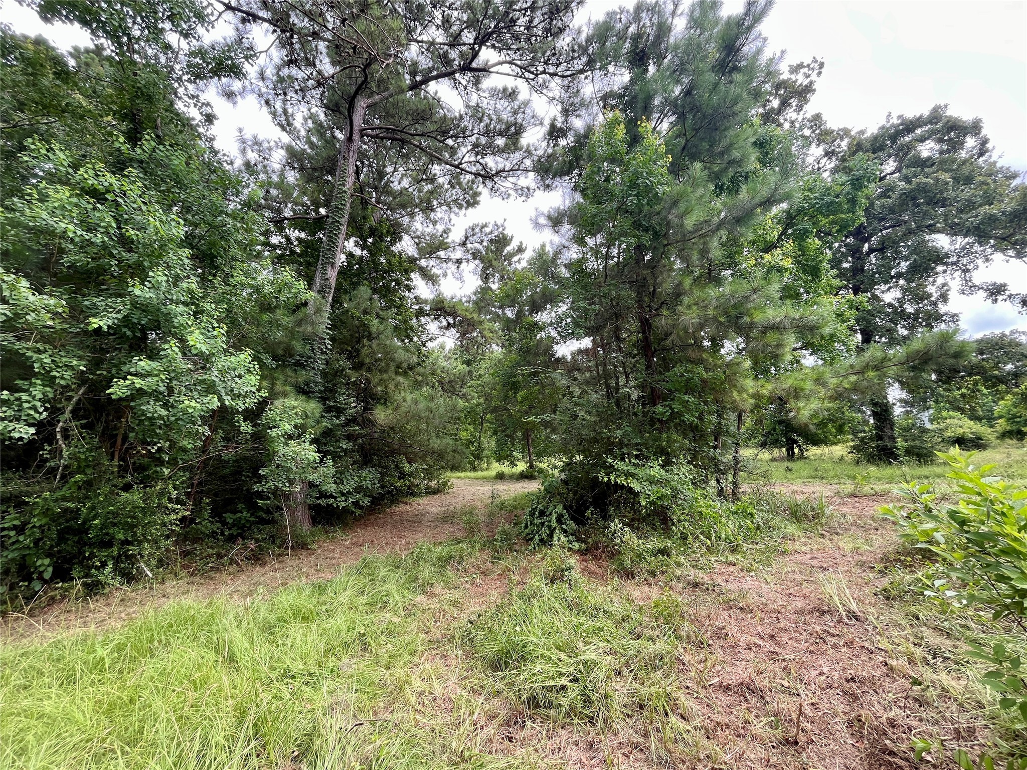 20 Cresent Farm Lane Trinity, TX 75862 - Photo 8 of 12 a view of a lush green forest