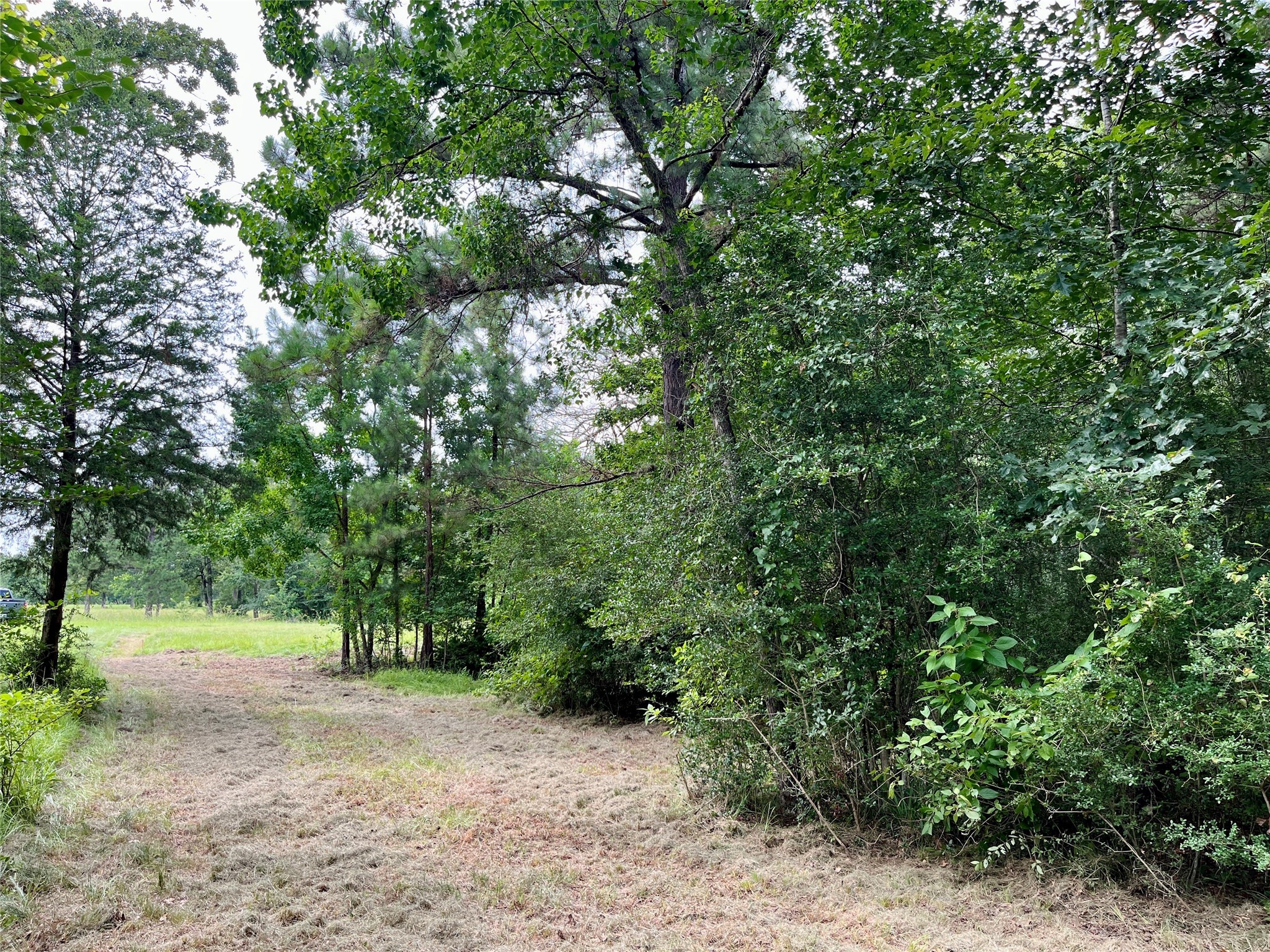 20 Cresent Farm Lane Trinity, TX 75862 - Photo 10 of 12 a view of a forest with trees