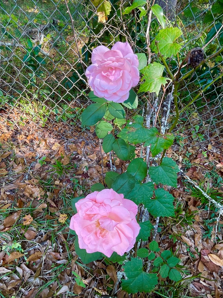 243 Blackman Road Dothan, AL 36301 - Photo 43 of 43 Beautiful flowers in the yard