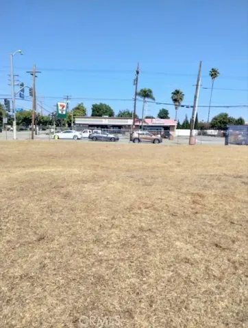 a view of tall trees