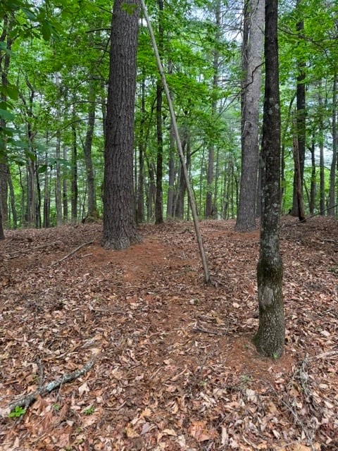 22 Elk Ridge Road Ferguson, NC 28624 - Photo 8 of 16 a view of a yard with trees