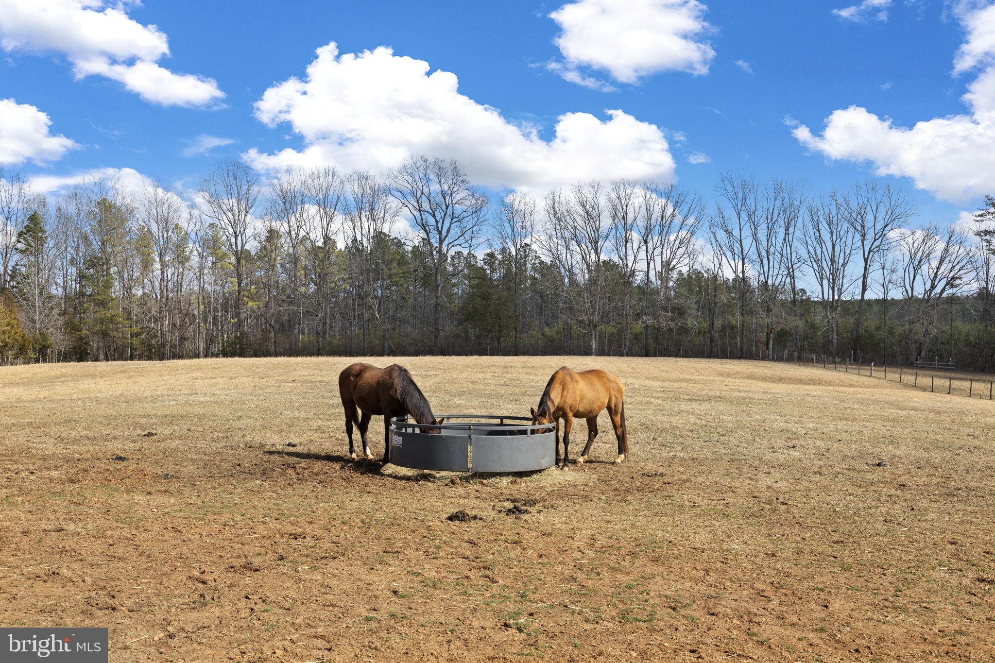 1815 Country Road Beaverdam, VA 23015 - Photo 63 of 104 Fenced pastures with open skies