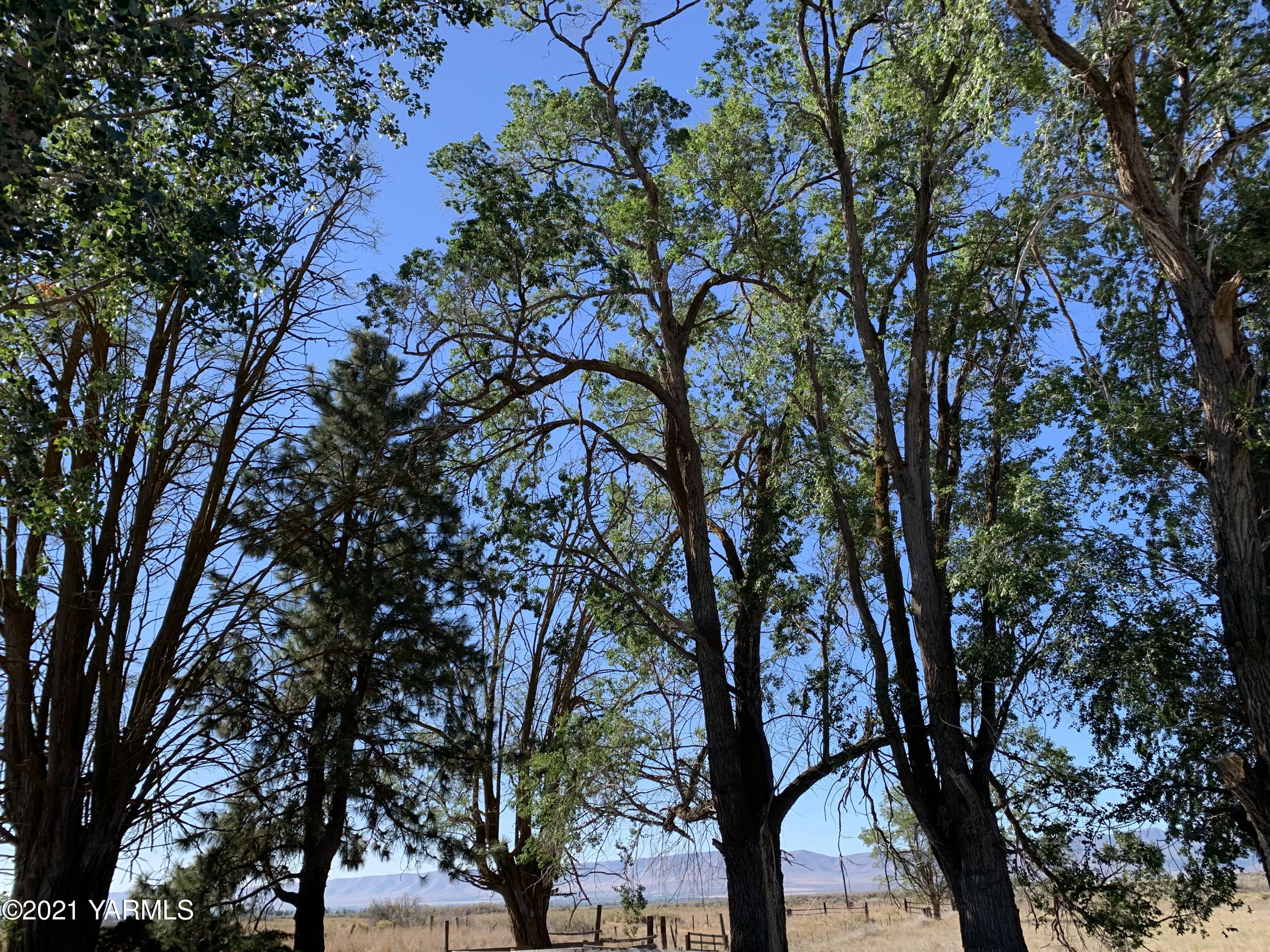 753 Wesley Road White Swan, WA 98952 - Photo 10 of 30 a picture of tree