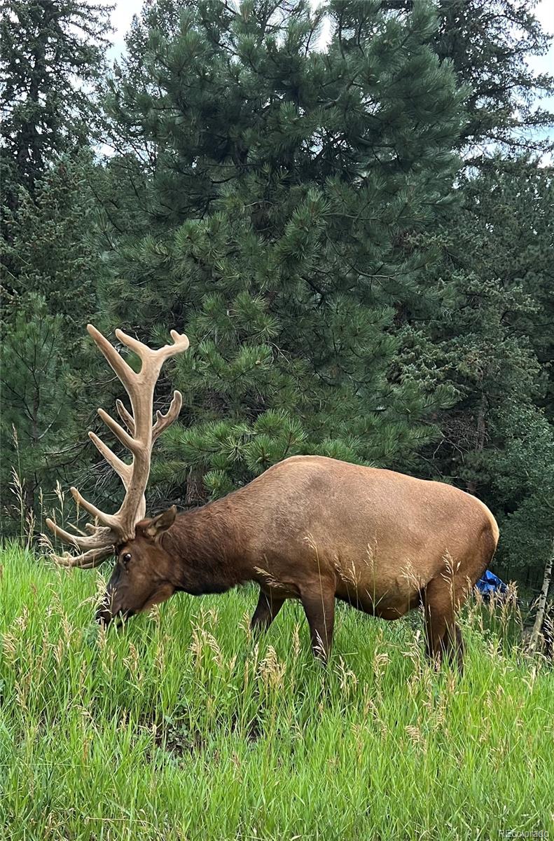 5312 Adahi Road Indian Hills, CO 80454 - Photo 5 of 34