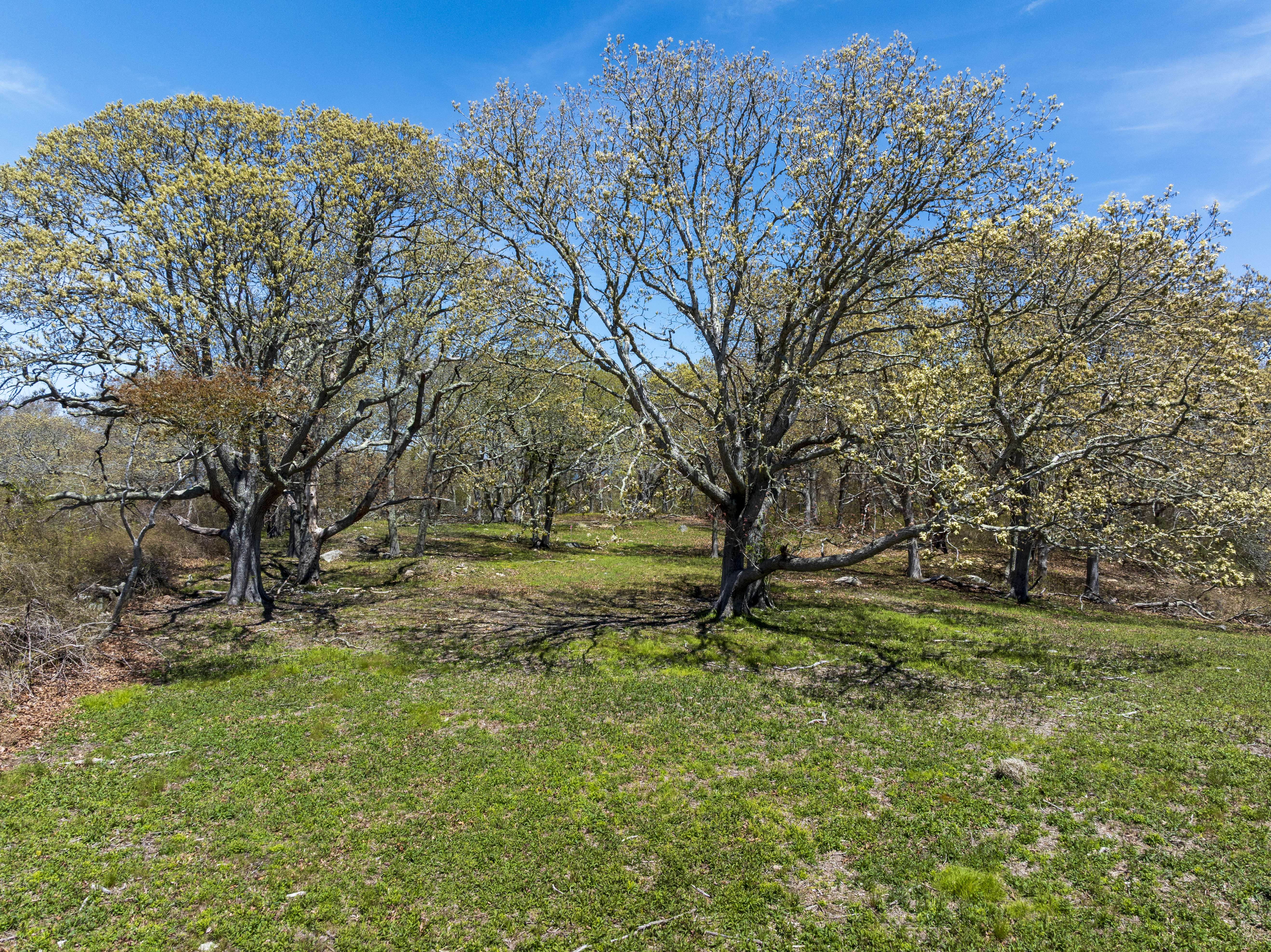 14 Ridge Road Aquinnah, MA 02535 - Photo 8 of 15 a view of backyard with tree