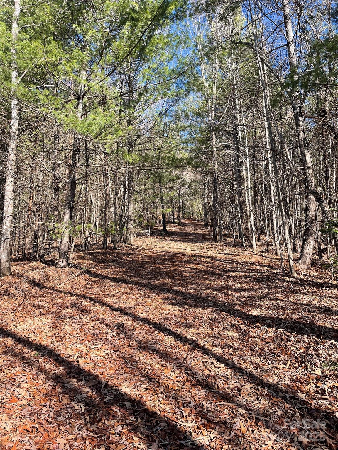 0 Pine Log Road Warne, NC 28909 - Photo 7 of 31 Gallery Image 7