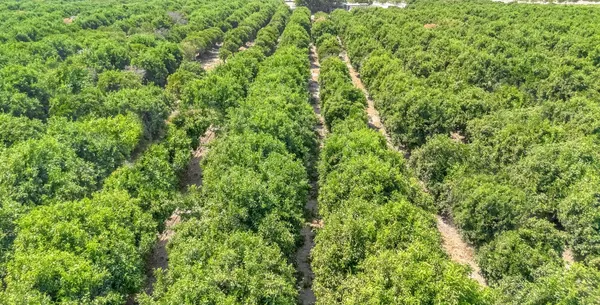 a view of a lush green forest