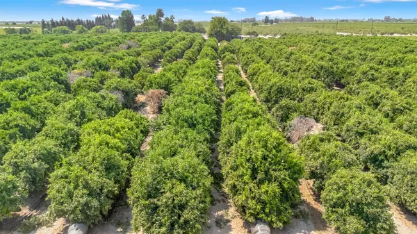 a view of a lush green forest with a houses