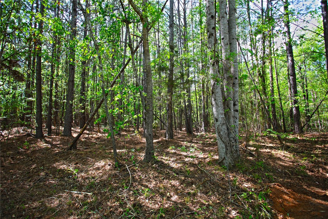 Lot 91 Harbor Point Seneca, SC 29672 - Photo 4 of 24 A tranquil wooded lot, perfect for building your dream home amidst nature's embrace.