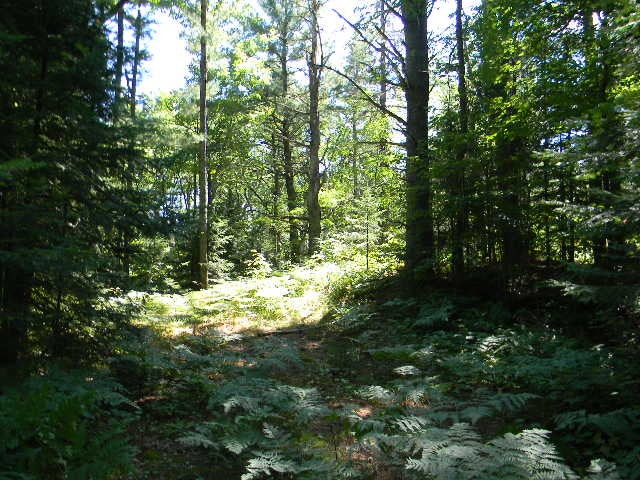 0 Birch Ridge Road Newberry, MI 49868 - Photo 4 of 4 Gallery Image 4