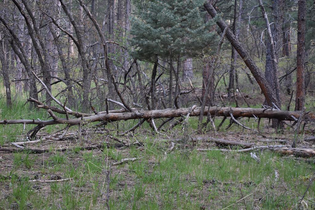 165 West Rye Co 81069 Rye, CO 81069 - Photo 11 of 38