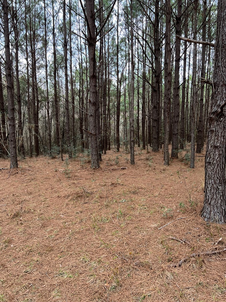 1478 Hill Top Road Newton, AL 36352 - Photo 14 of 27 Gallery Image 14